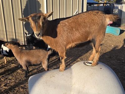 Nigerian Dwarf Yearlings