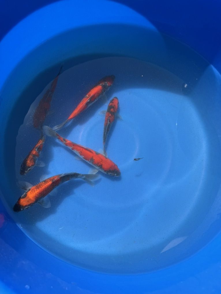 Goshiki japanese Koi