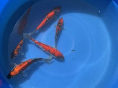 Goshiki japanese Koi