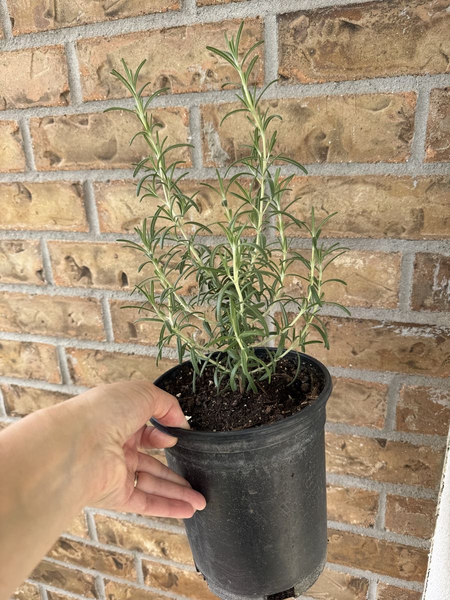 Rosemary Plant