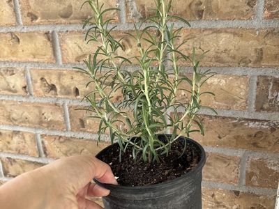 Rosemary Plant