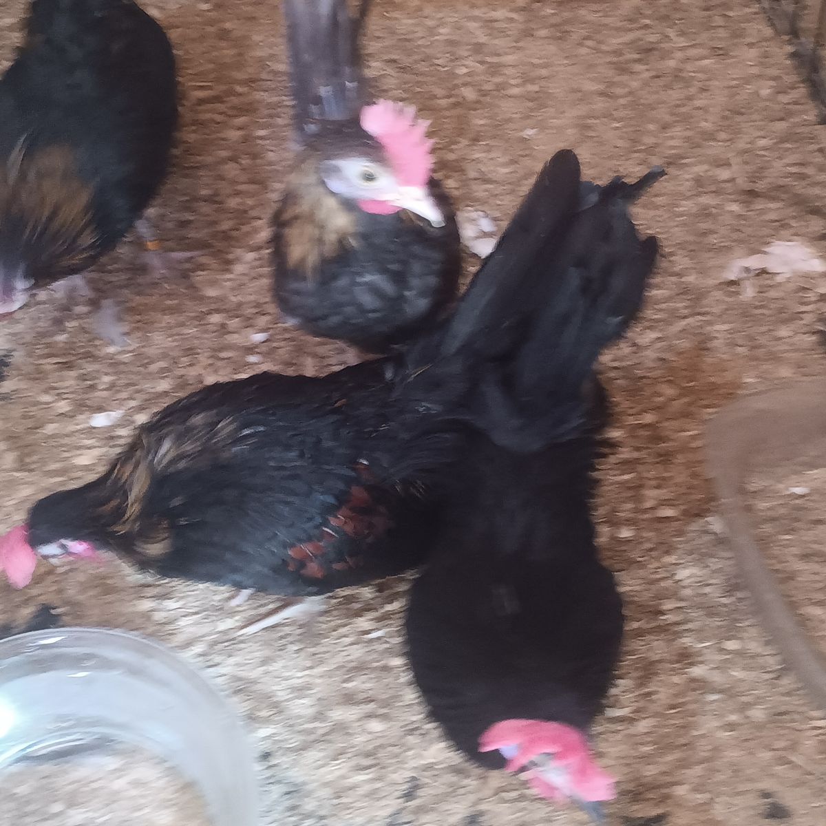 Aztecas roosters excellent quality. Ive got some awesome extras Aztecas roosters 45 each