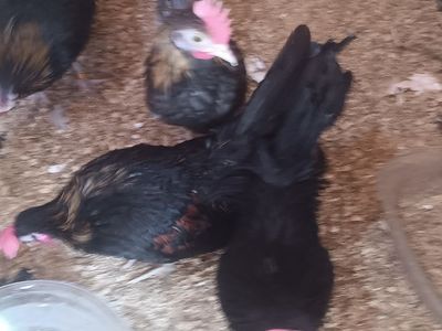 Aztecas roosters excellent quality. Ive got some awesome extras Aztecas roosters 45 each
