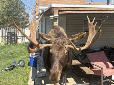 Moose Head Mount