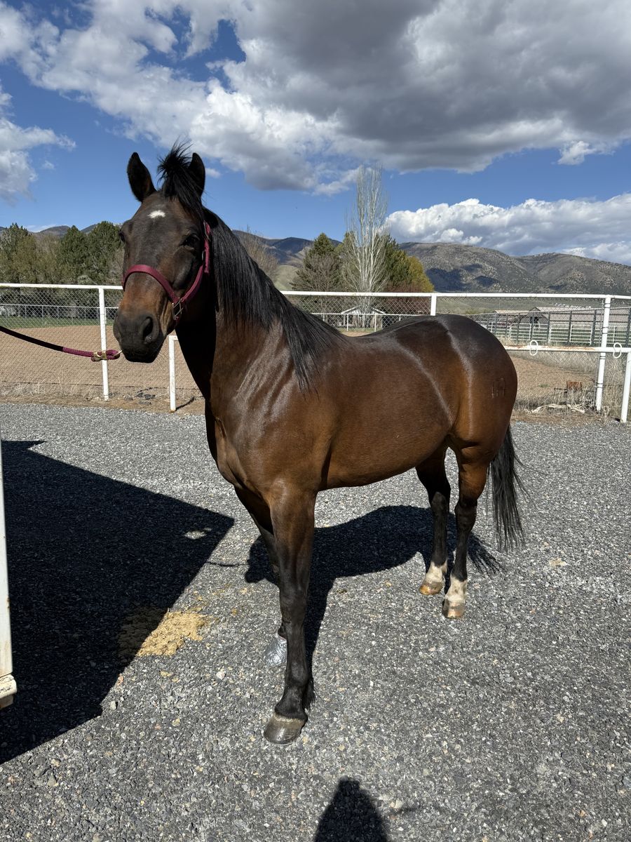9-Year-Old Bay Gelding Horse