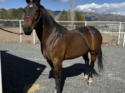 9-Year-Old Bay Gelding Horse