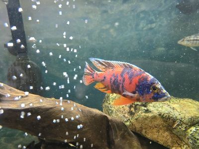 Hybrid Cichlids: Male OBPeacock and Female Venust