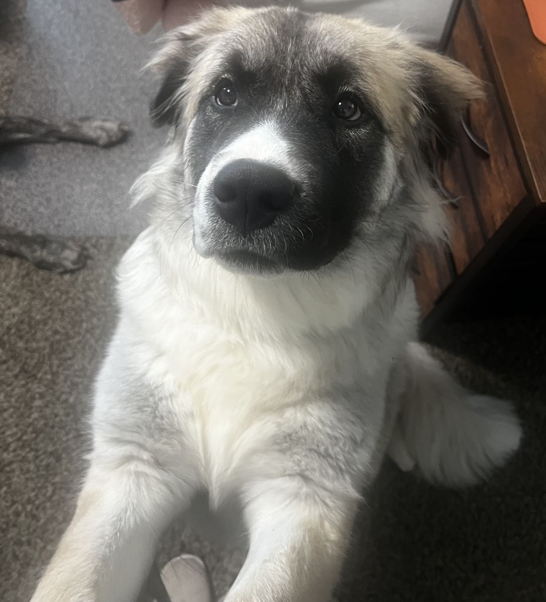 Playful Great Pyrenees/Caucasian Shepherd looking for a new home!