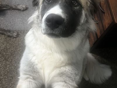 Playful Great Pyrenees/Caucasian Shepherd looking for a new home!