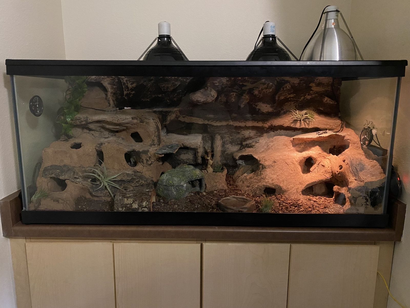 Custom Leopard Gecko Enclosure and 3 female Geckos