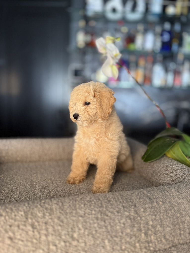 Gorgeous Akc Cream Toy Poodle Boy
