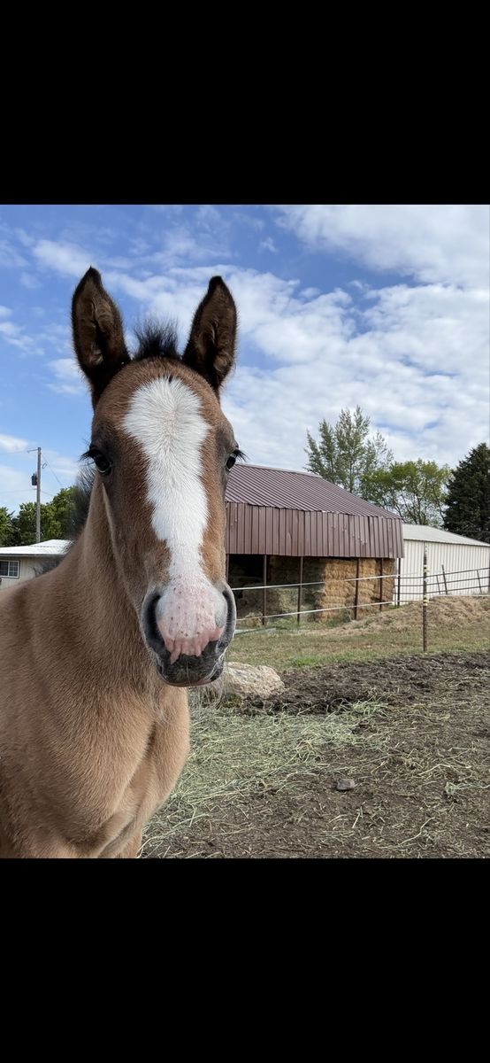 Grulla Filly Ranch/Trail Prospect Foaled 5/3