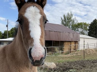 Grulla Filly Ranch/Trail Prospect Foaled 5/3
