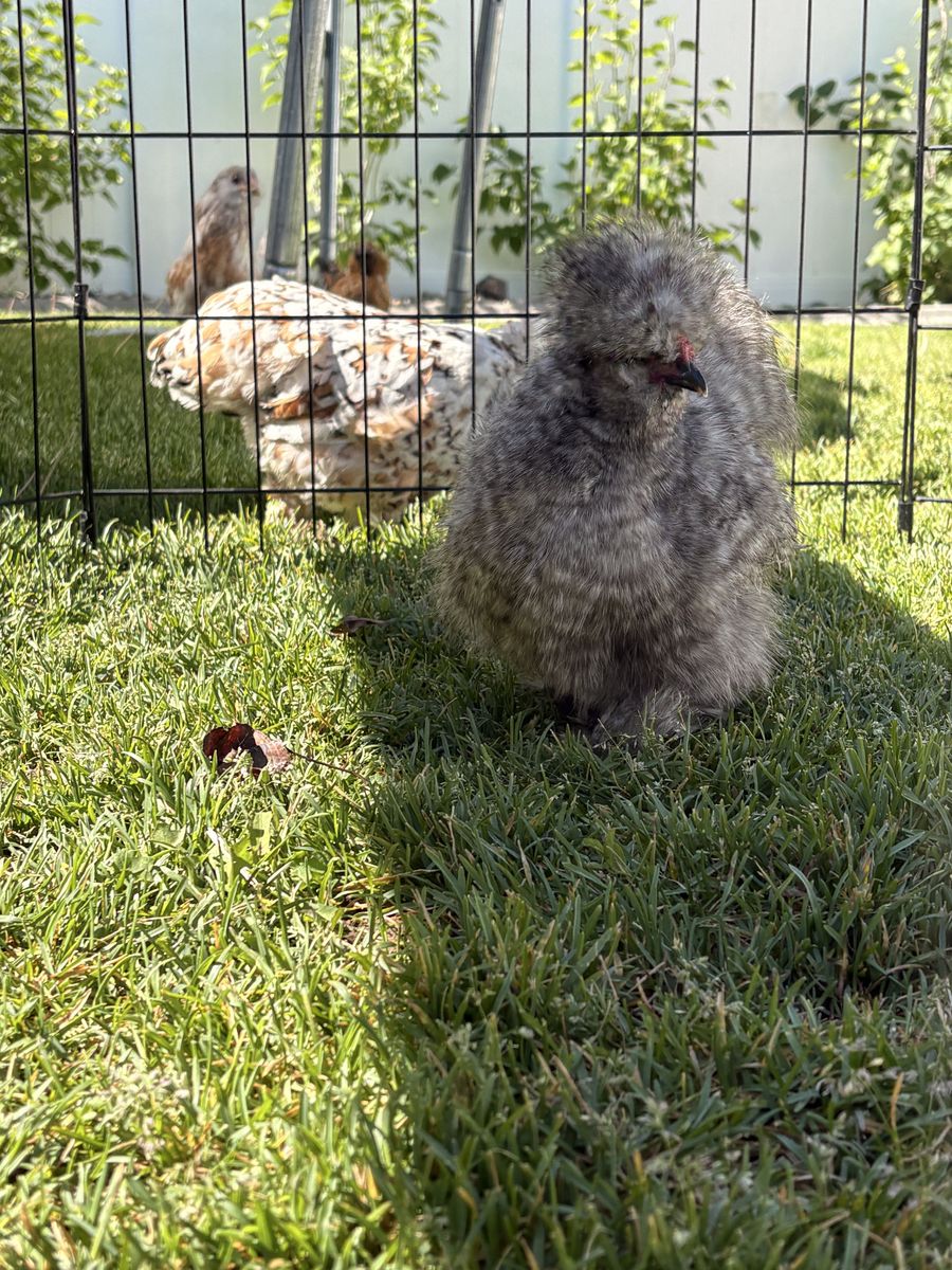 Silkie roosters