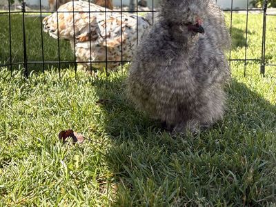 Silkie roosters