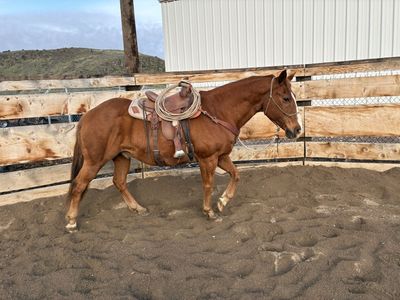 Broke Sorrel Gelding