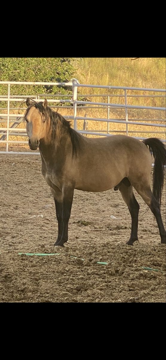 At Stud Double Reg ASPC AND ASPR