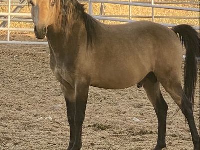 At Stud Double Reg ASPC AND ASPR