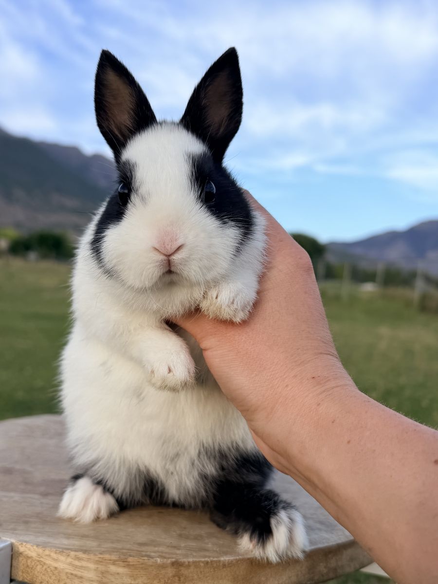 Dwarf Hotot *sport* Baby Buck