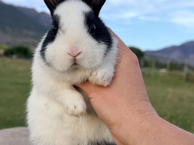 Dwarf Hotot *sport* Baby Buck