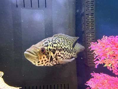 Jaguar Cichlid - 8 inches