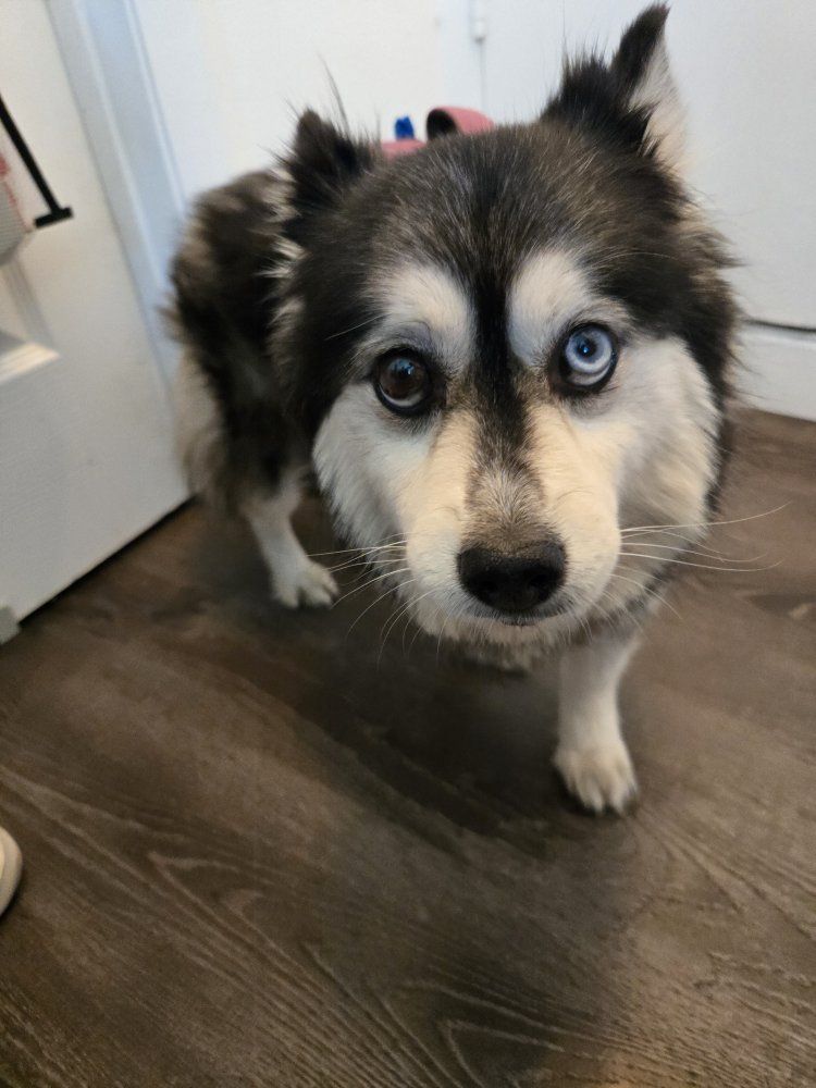 AKC Registered Pomsky Available for Rehoming