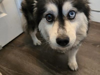 AKC Registered Pomsky Available for Rehoming