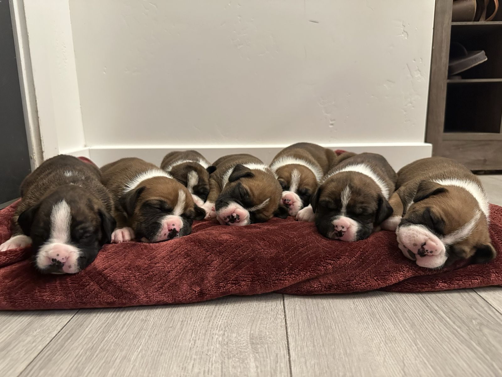 AKC Boxer Puppies – Ready for Their Forever Homes August 26