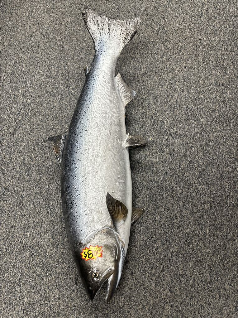 40 Long King Salmon Taxidermy