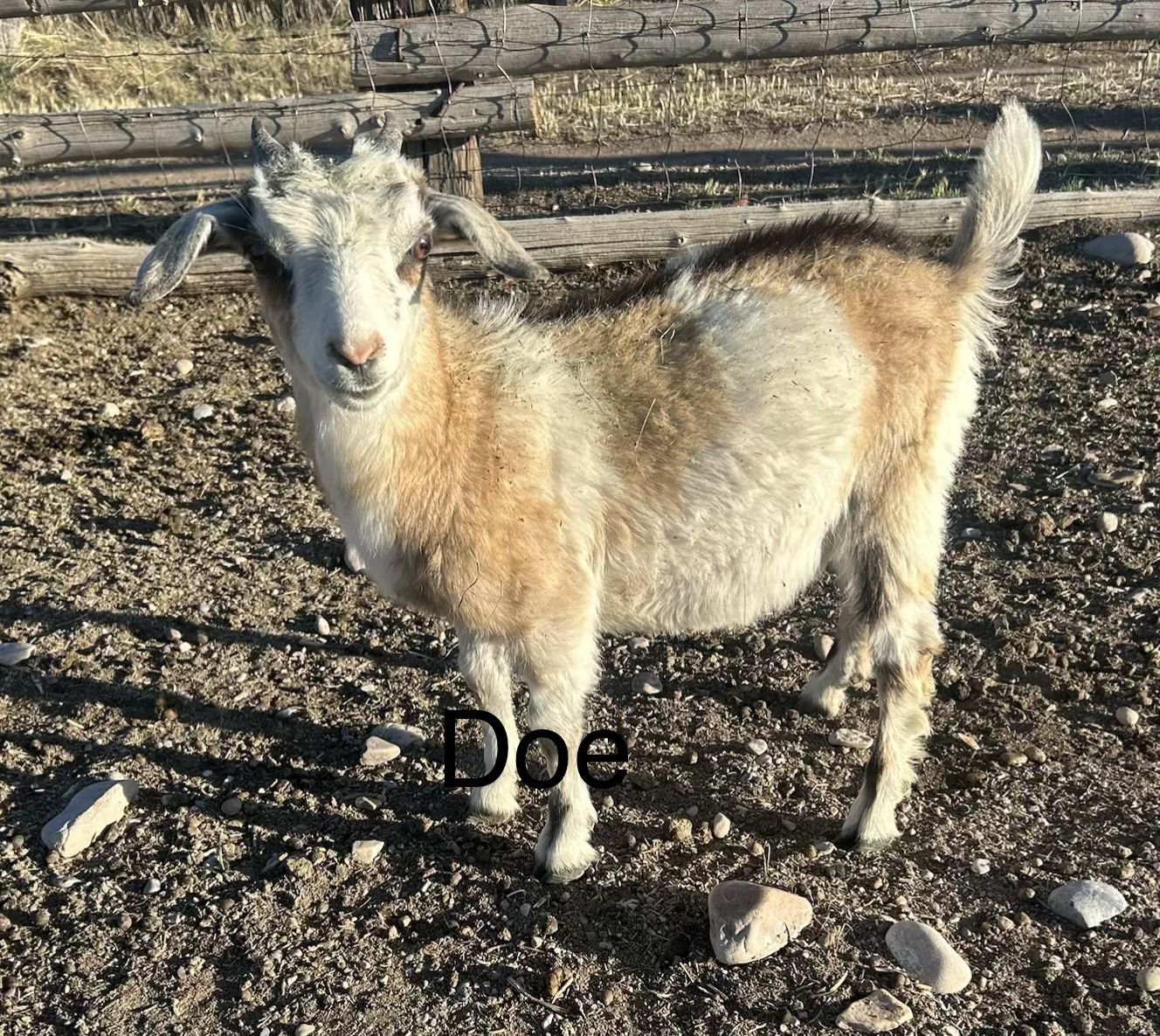 Mini Nubians