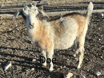 Mini Nubians