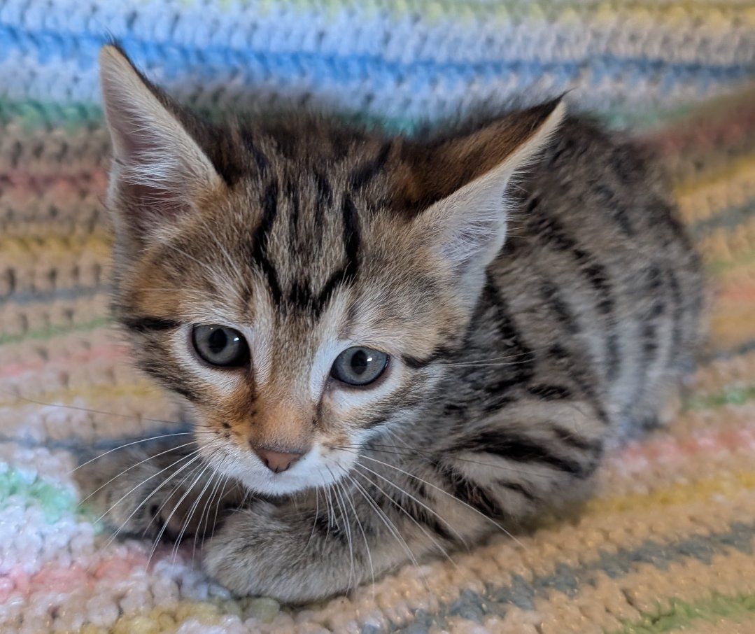 TICA Female Bengal Kitten