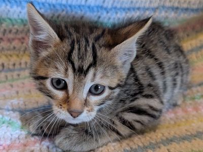 TICA Female Bengal Kitten