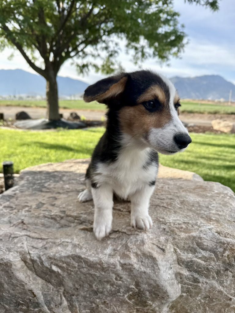 AKC Corgi Male Puppy TRIPLE CLEAR