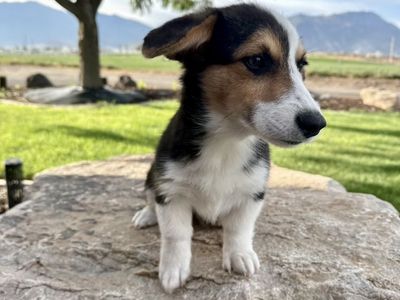 AKC Corgi Male Puppy TRIPLE CLEAR