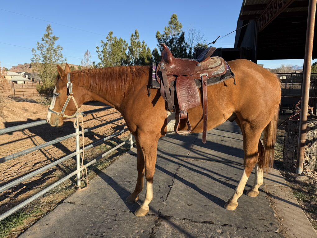 3 Yr Old Registered Paint/Quarterhorse