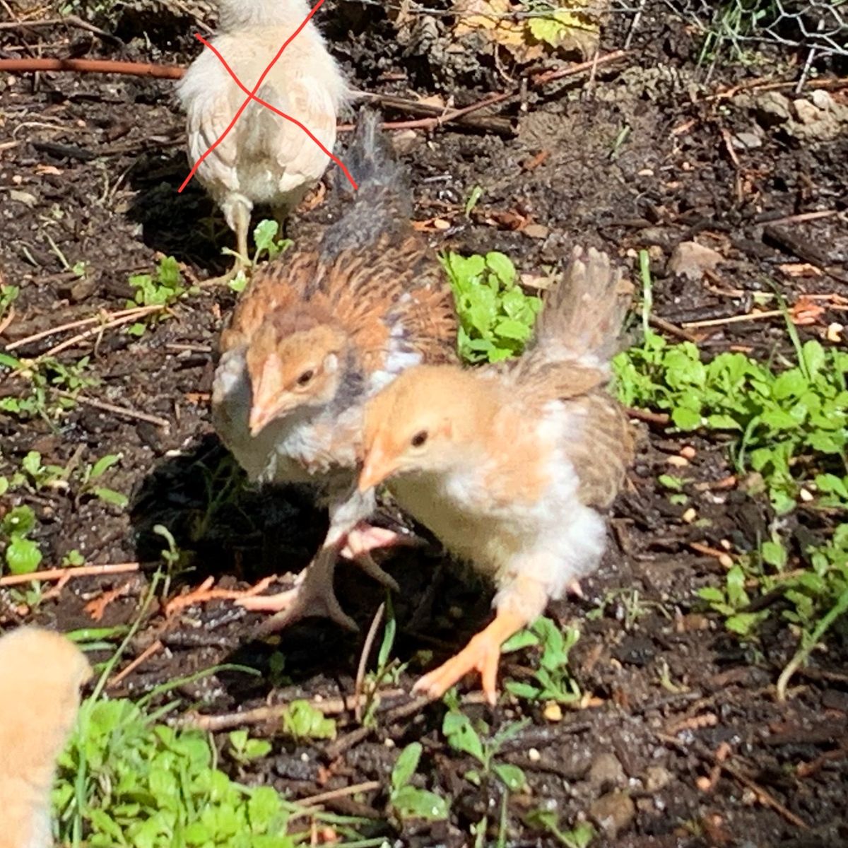 SALE 3wk Aloha Chicks