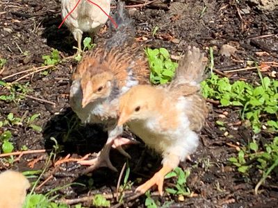 SALE 3wk Aloha Chicks