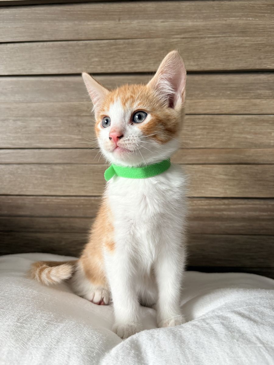 8 Week Old Kittens