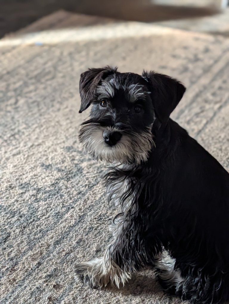 AKC miniature schnauzer female