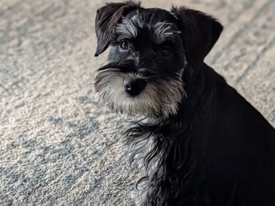 AKC miniature schnauzer female