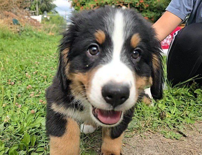 Champion Bloodline Bernese Mountain Puppy dog, pupy puppies. Premium Luxury puppy dogs with OFA Health Tests