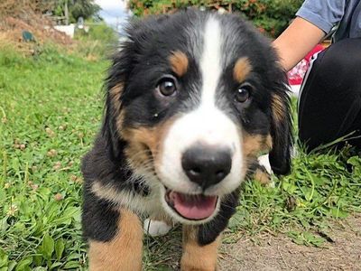 Champion Bloodline Bernese Mountain Puppy dog, pupy puppies. Premium Luxury puppy dogs with OFA Health Tests
