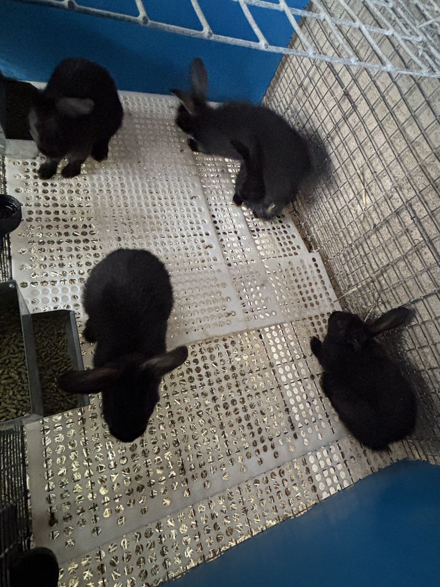 6-Week-Old New Zealand Rabbit Babies - 4 Black Females, 2 Black Males - Ready for New Homes
