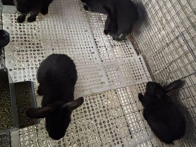 6-Week-Old New Zealand Rabbit Babies - 4 Black Females, 2 Black Males - Ready for New Homes