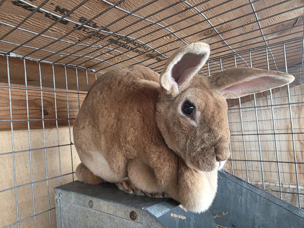 standard rex meat rabbits
