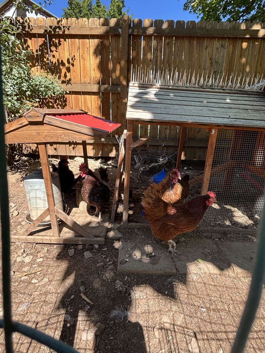 Free chickens + coop, to good home