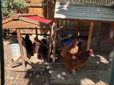 Free chickens + coop, to good home