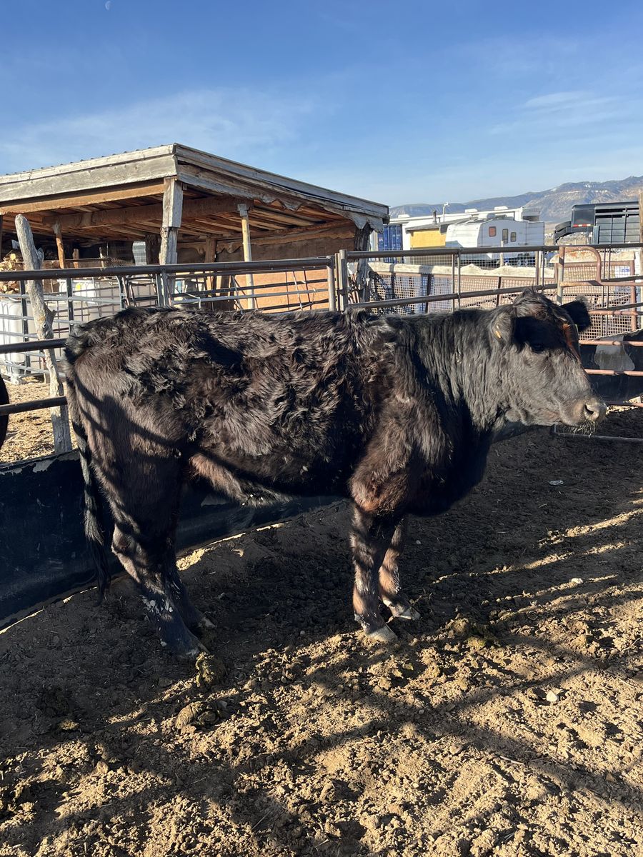 Black Angus First calf heifer.