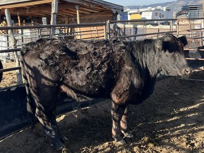 Black Angus First calf heifer.